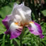 Iris germanica Bold Fashion